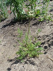 daucus pusillus